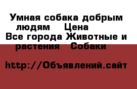 Умная собака добрым людям. › Цена ­ 100 - Все города Животные и растения » Собаки   